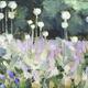 Poppy Heads