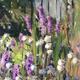 Purple Liatris