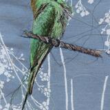 Indian Bee Eater (Preening)