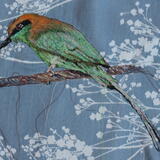 Indian Bee Eater (Peering)