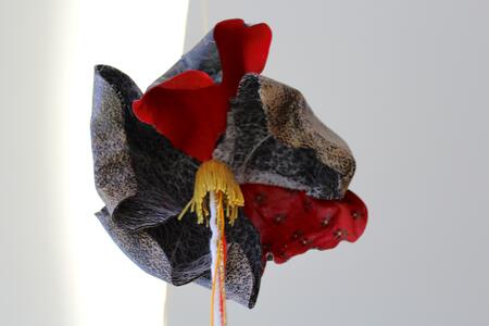 forêt des contes détail