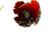 Forêt des contes détail 