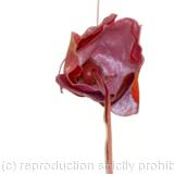 Forêt des contes, detail