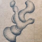 Sans titre- série des doigts- 2024