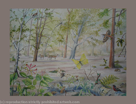 Wildlife Illustration