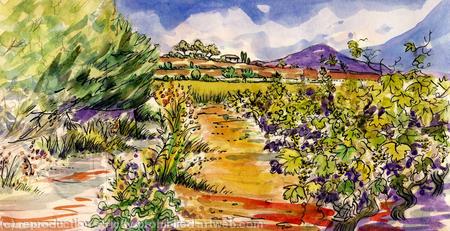 Vineyard Pinet Languedoc