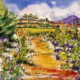 Vineyard Pinet Languedoc