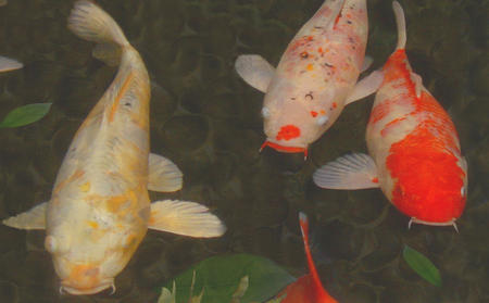 Green Rock Japanese Koi I