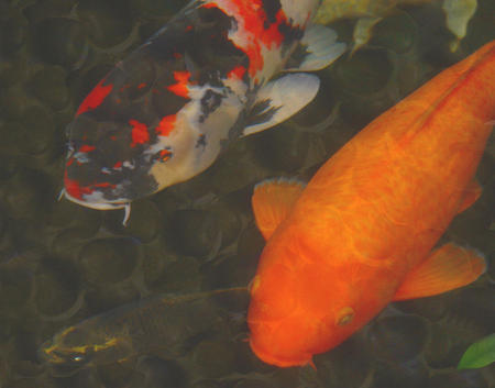 Green Rock Japanese Koi II
