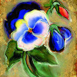 Pansy