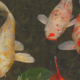 Green Rock Japanese Koi I