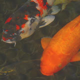 Green Rock Japanese Koi II