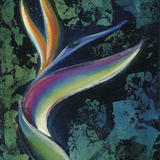Bird of Paradise