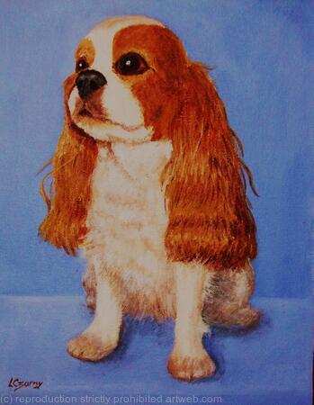 King Charles Spaniel 'Tobby'