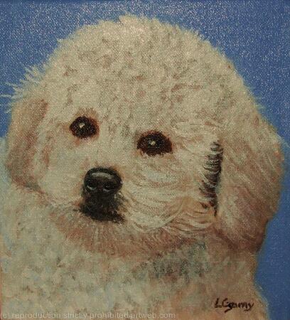 Bichon Frise Freddie