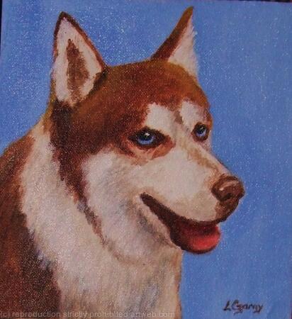 Siberian Husky 'Jasha'