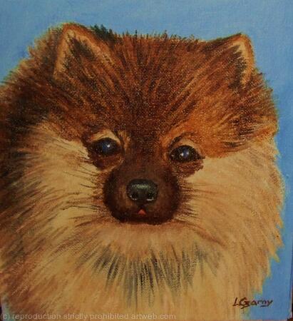 Pomeranian 'Pete'