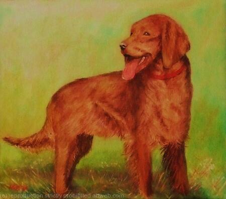 Irish Setter'Sean'