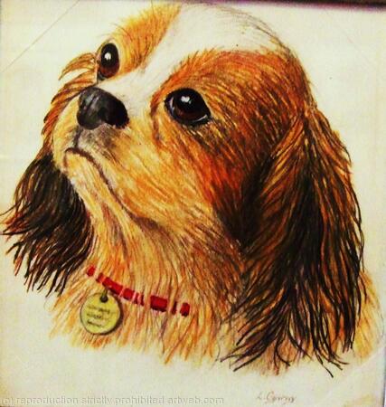 King Charles Spaniel 'Charlie'