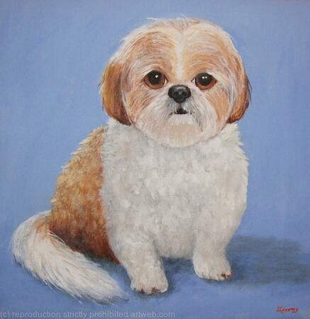 Shih Tzu 'Sammy'