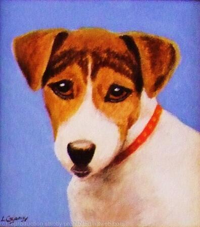 Jack Russell 'Jackie'