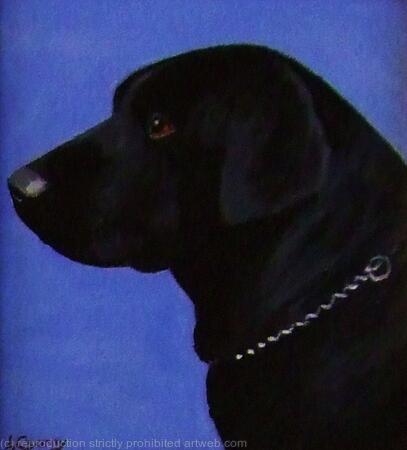 Labrador 'Blackie'