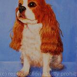King Charles Spaniel 'Tobby'