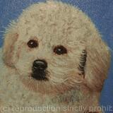 Bichon Frise Freddie