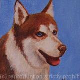 Siberian Husky 'Jasha'