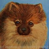 Pomeranian 'Pete'