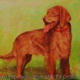 Irish Setter'Sean'