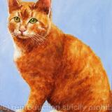 Ginger Cat