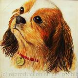 King Charles Spaniel 'Charlie'