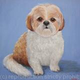 Shih Tzu 'Sammy'