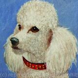 Poodle 'Pete'