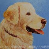 Retriever 'Goldie'