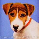Jack Russell 'Jackie'