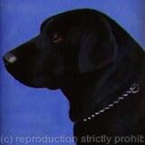 Labrador 'Blackie'