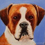 Boxer 'Billy'
