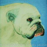 Bulldog 'Butch'