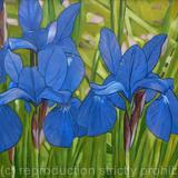 Blue Irises