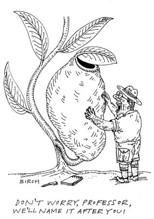 Pitcher Plant (Saga magazine)