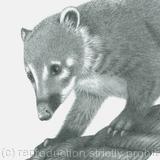 Curious Coati