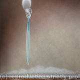 The Moon Grove Commission