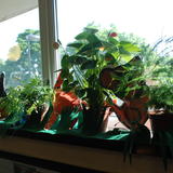 Rain Forest display at Drayton Park Primary
