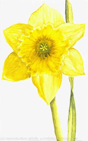 DAFFODIL