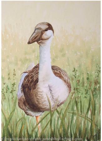 GOOSE IN THE GRASS