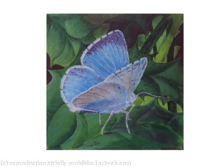 HOLLY BLUE