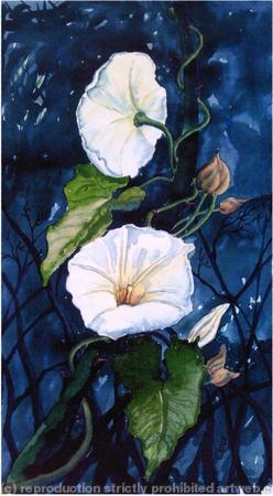 CONVOLULOUS BY MOONLIGHT