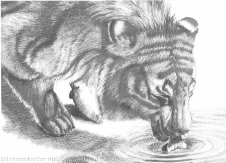 DRINKING TIGER